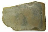 Fossil Bird (Avipeda) Track Plate - Green River Formation, Utah #352253-1